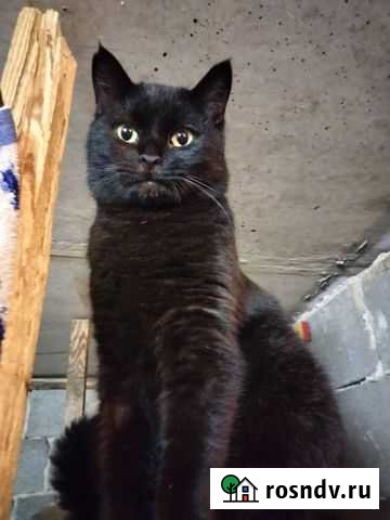 Красавица в добрые руки. Привита и стерилизована Белгород - изображение 1