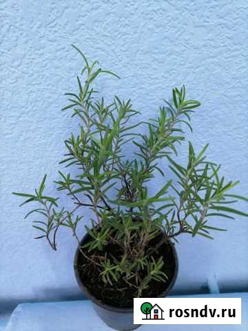 Розмарин Иваново - изображение 1