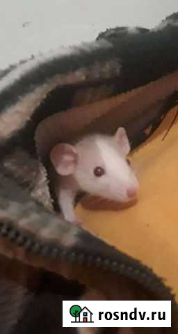 Крысёнок Дамбо Анапа - изображение 1