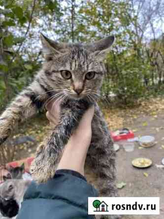 Котики в добрые руки Светлоград