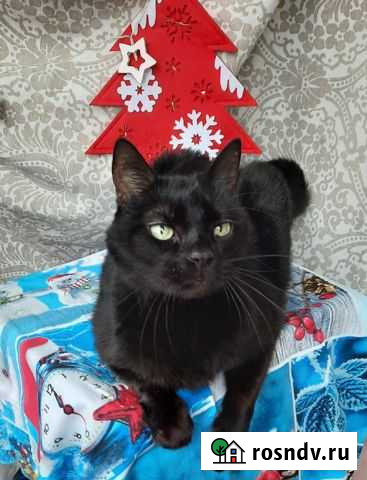 Кот в добрые руки Брянск - изображение 1