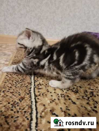 Шотландский котёнок Екатеринбург - изображение 1