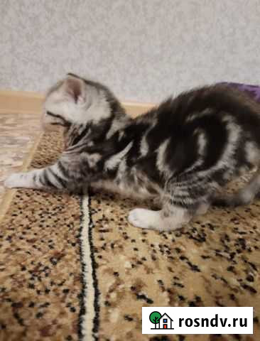 Шотландский котёнок Екатеринбург - изображение 1