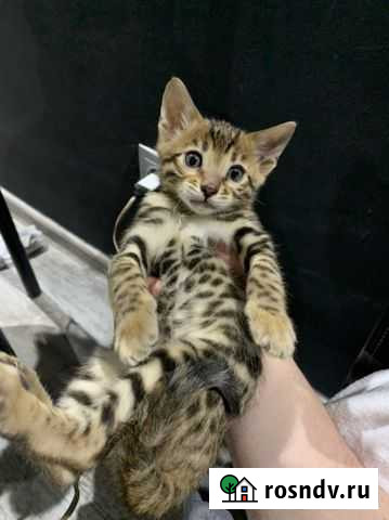 Бенгальская Димитровград - изображение 1