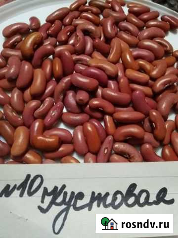 Семена фасоли Клинцы - изображение 1