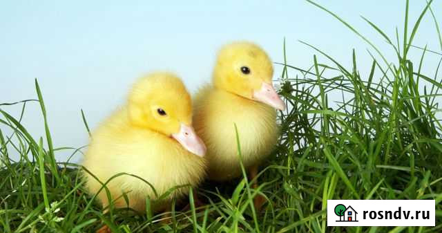 Мускусные утята индоутки Ракитное - изображение 1