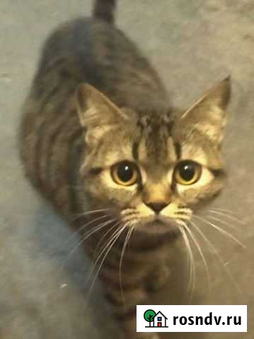 Кошка тигровая, помесь с британкой Ишимбай - изображение 1