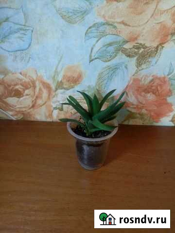 Алоэ Чёрное сокровище Серов - изображение 1