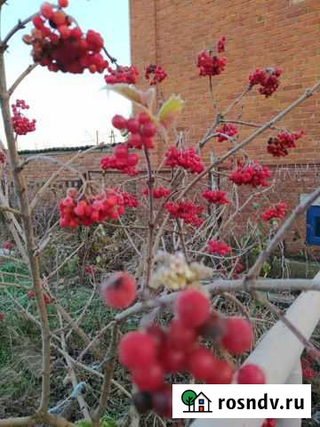 Ягоды калины Усть-Лабинск - изображение 1