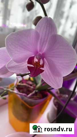 Сортовые орхидеи Биробиджан - изображение 1