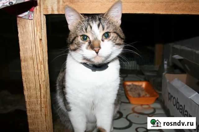 Молодой кастрированный кот в добрые руки Белгород - изображение 1
