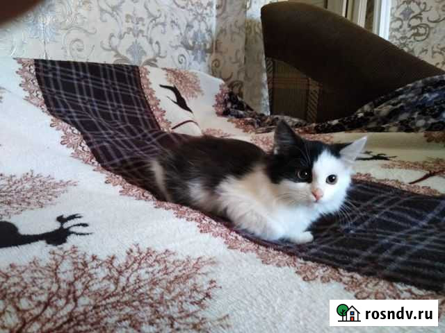 Отдам в добрые руки Ярцево - изображение 1