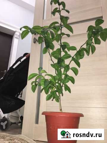 Мандарин Махачкала - изображение 1