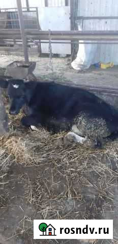 Тёлочки Каневская - изображение 1