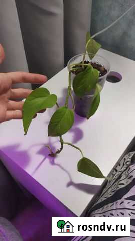 Сциндапсус эпипремнум неон Ульяновск - изображение 1