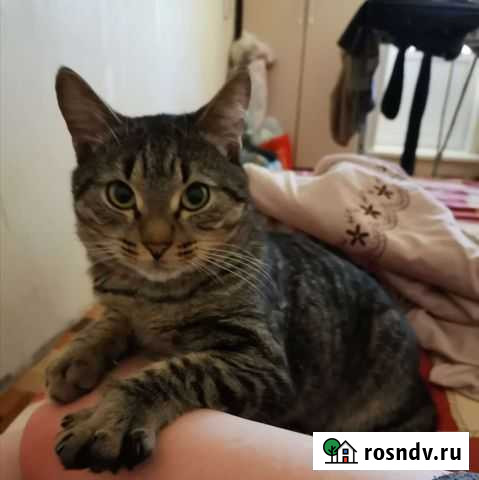 Кошка Энгельс - изображение 1