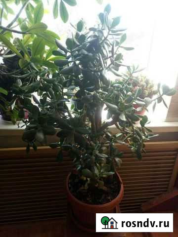 Толстянка Каменномостский - изображение 1