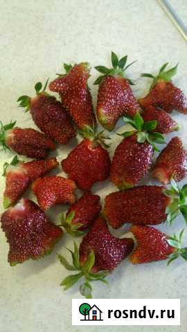 Саженцы земклубники Купчиха Дубовое - изображение 1