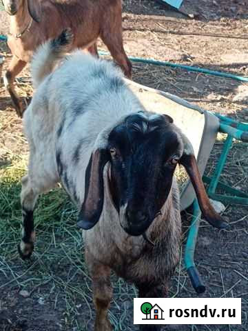 Нубийский козел Похвистнево - изображение 1