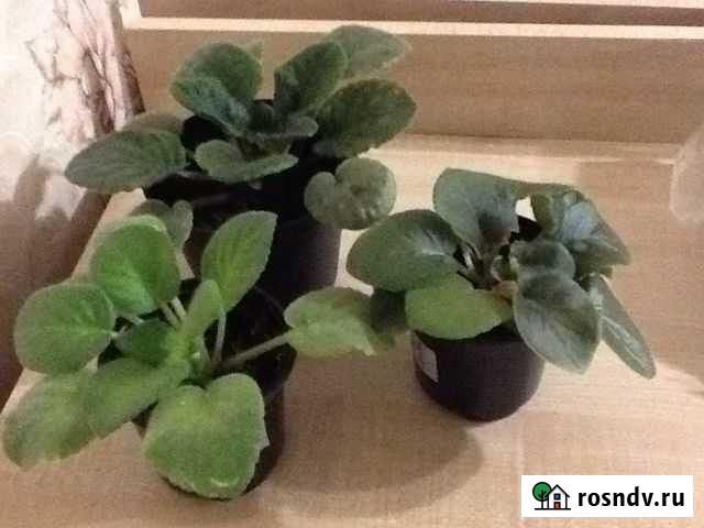 Фиалка Алфия- лист на срез Чебоксары - изображение 1