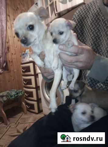 Чихуахуа Темрюк - изображение 1