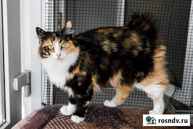 Стерилизованные трехцветки Новороссийск - изображение 1