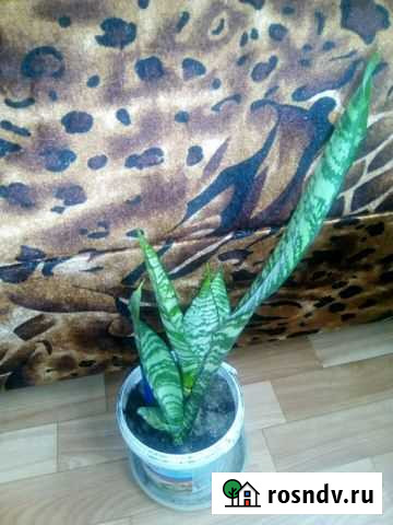 Продам цветы Вологда - изображение 1