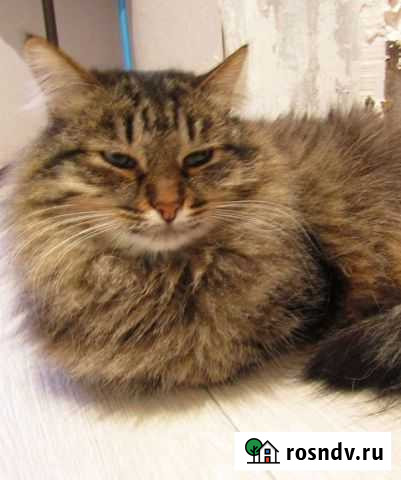 Кот в добрые руки Нижний Новгород - изображение 1