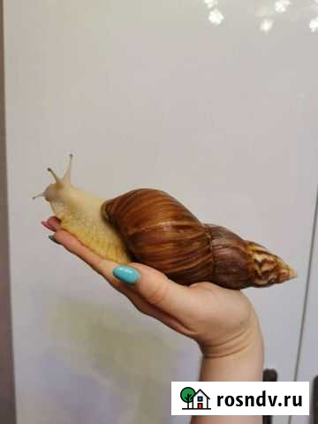 Улитки ахатины фулика Благовещенск - изображение 1