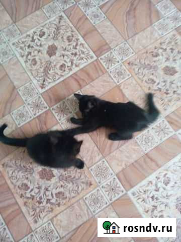 Кошки бесплатно Пенза - изображение 1