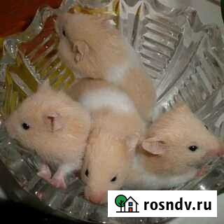 Сирийский хомяк Джанкой - изображение 1