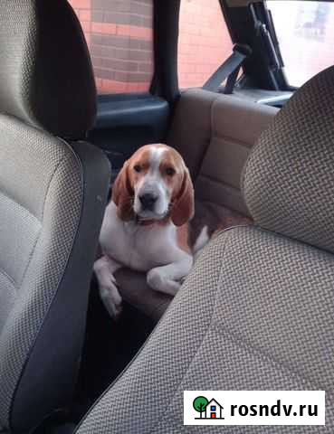 Эстонская гончая Вязка Людиново - изображение 1