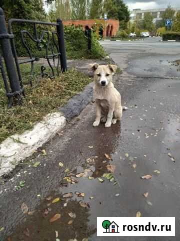 Щенки в хорошие руки Старый Оскол - изображение 1