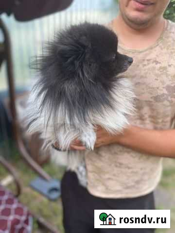 Шпиц на вязку мальчик Ульяновск - изображение 1