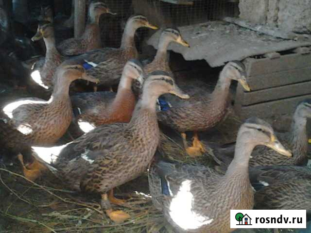 Подсадные утки, кряква Саки - изображение 1