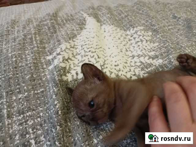 Бурманская Братск - изображение 1