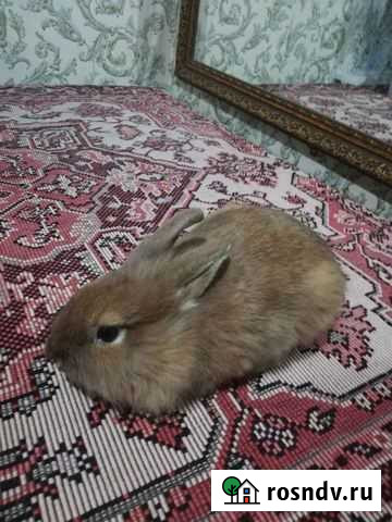 Кролик декоративный Майкоп - изображение 1