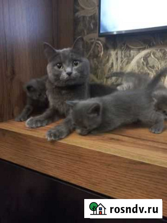 Котятки в добрые руки Курган - изображение 1