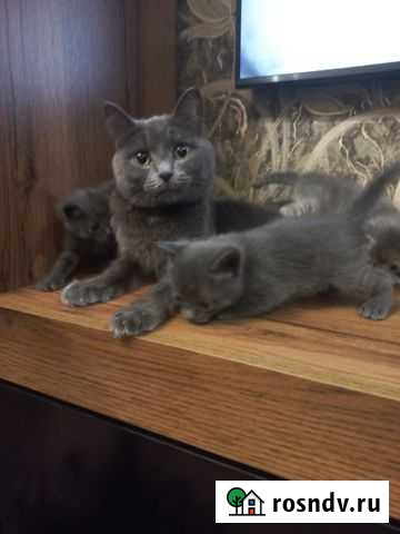 Котятки в добрые руки Курган - изображение 1