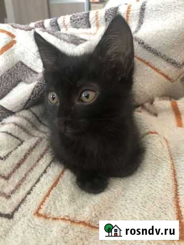 Чернышка Уфа - изображение 1