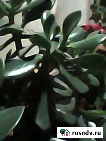 Денежное дерево - толстянка или красулла Белгород - изображение 1