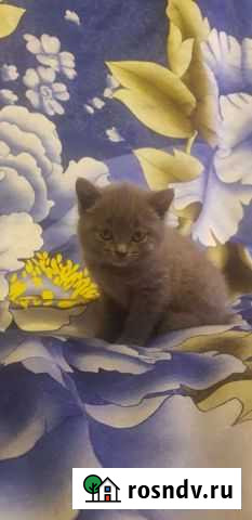 Котенок Зудилово - изображение 1