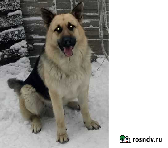 Вязка, кобель восточноевропейской овчарки Балтийск - изображение 1