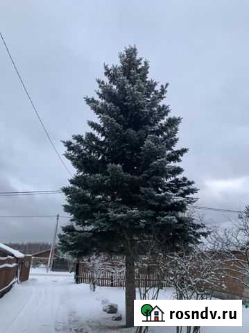 Ель голубая Воскресенск - изображение 1