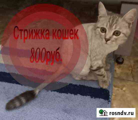 Грумер,стрижка собак и кошек Анапа