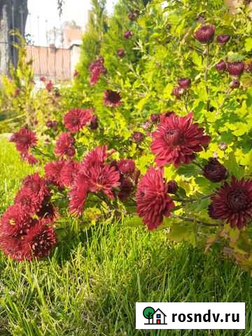 Хризантемы Ладушкин - изображение 1