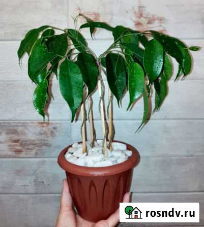Фикус Набережные Челны - изображение 1