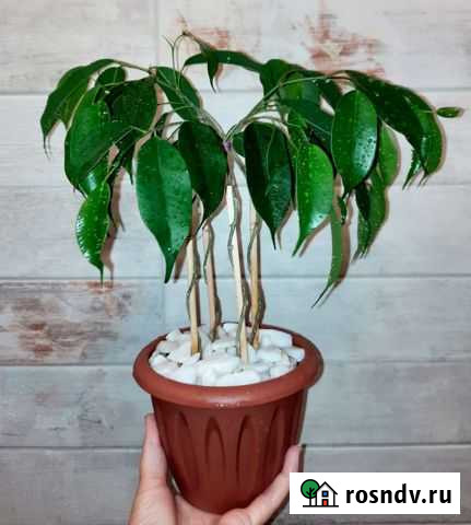 Фикус Набережные Челны - изображение 1