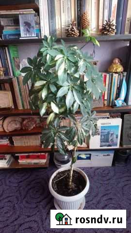 Шеффлера, кротон Знаменск - изображение 1