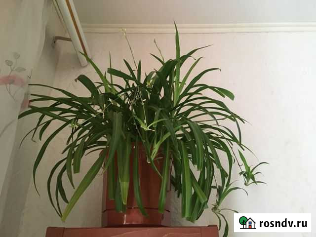 Хлорофитум в горшке Тула - изображение 1